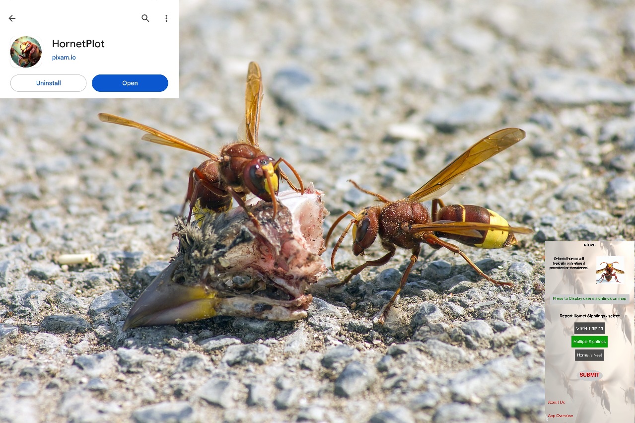 Tackling the Oriental Hornet Threat Through the 'HornetPlot' App"