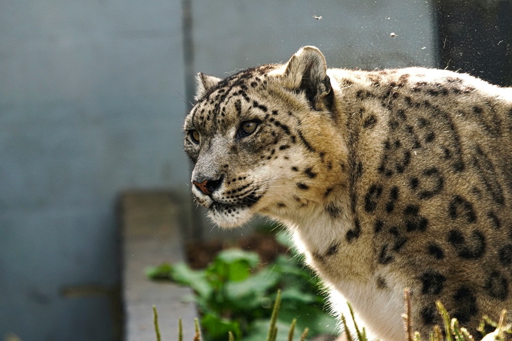 AI Cameras could save Pakistan’s snow leopards - but challenges remain