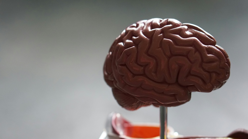 Scientists recreate brain’s pain circuit in landmark discovery