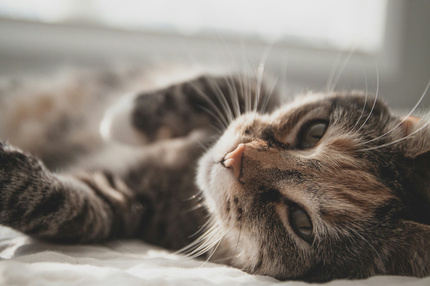 AI app helps Tokyo woman monitor elderly cat's health