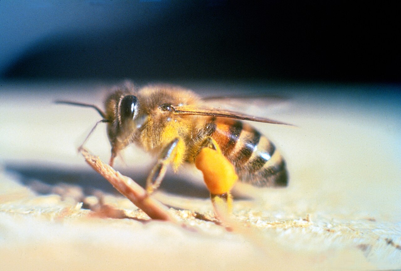 Cardiff scientists brew killer bee beer for bee research