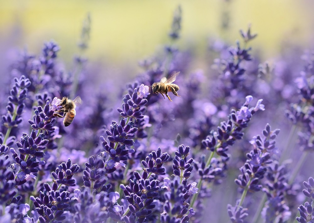 Polluted air threatens bees' survival and global pollination