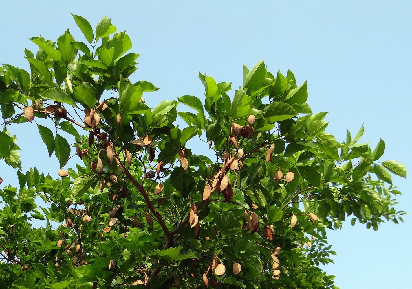 Florida farmers turn to ancient tree for biofuel and protein