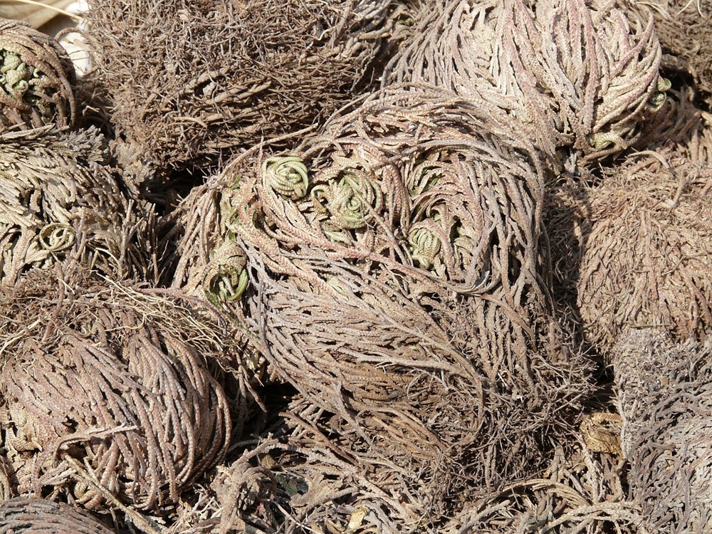 Unlocking the secrets of drought-resistant plants to secure future crops